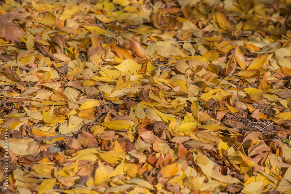 autumn leaves on the ground