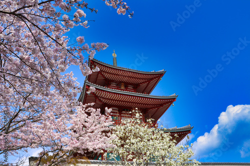 Triple tower and Sakura photo