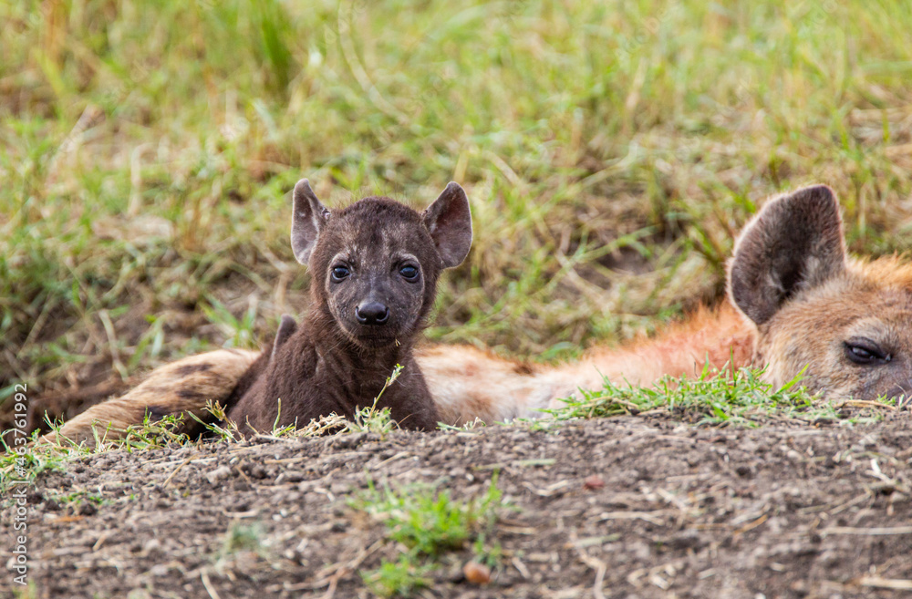 Hyenas young and adults playing around the den in the Masai Mara, Kenya Hyenas young and adults playing around the den in the Masai Mara, Kenya