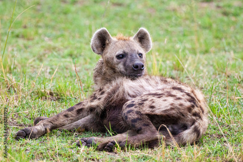 Hyenas young and adults playing around the den in the Masai Mara, Kenya