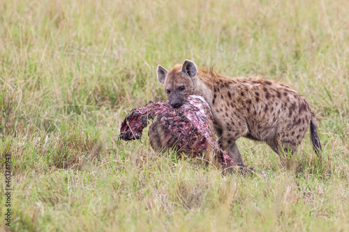 Young Spotted Hyenas playing with a carcass near their den in the Masai Mara, Kenya © wayne