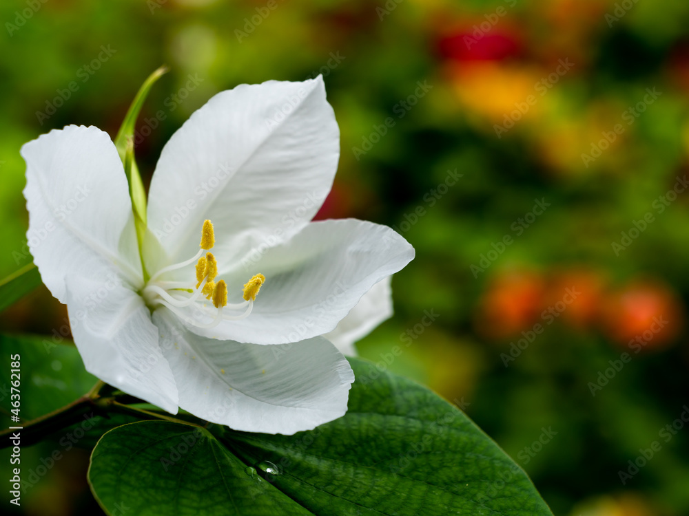 Yellow Pollen of White Kalong Flower Blooming Yellow Pollen of White Kalong Flower Blooming