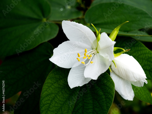 Yellow Pollen of White Kalong Flower Blooming