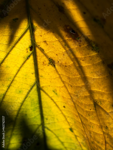 Abstract of Bright Decay Trak Leaf photo