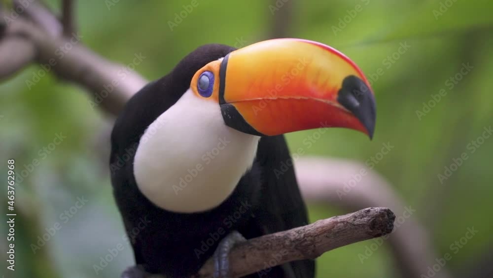 Exotic toco toucan bird sitting on a tree branch in wilderness, handheld slow motion close up Exotic toco toucan bird sitting on a tree branch in wilderness, handheld slow motion close up