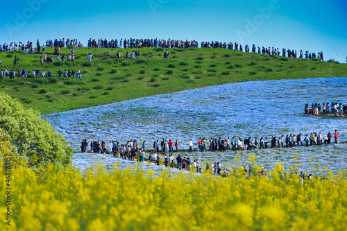 Nemophila and blue sky and matrix of state-owned Hitachi Beach Park