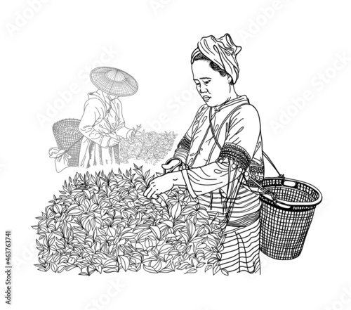 A woman in traditional clothes collects tea leaves on a a tea plantation, fields. Tea Picker. Hand-drawn vector illustration line sketch