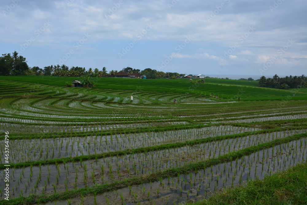 Beautiful rice terrace for travel destination. Location Soka, Tabanan, Bali