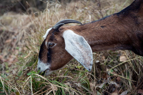 Portrait of a Nubian goat that eats grass.