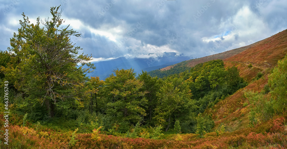 The beginning of autumn in the Carpathian Mountains. Red blueberry bushes surround the beech grove. The foliage on the trees is starting to turn yellow. Beautiful, dramatic sky with clouds