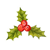 Holly branch hand-drawn watercolor vector illustration. Christmas Holly berries, a symbol of Christmas