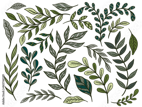 Set plant outline element.Branch leave collection.Herb nature isolated.