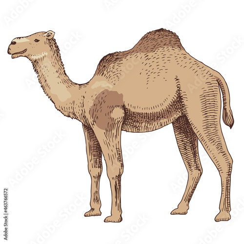 Dromedary Camel on white background.