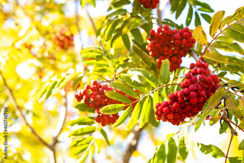 Clusters of red rowan ash against the sky. Beautiful autumn or summer banner with rowanberry on the background of the setting sun photo