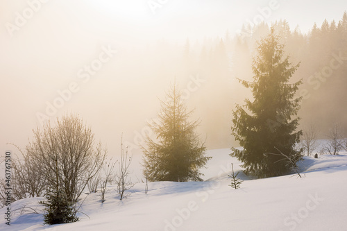 tree on the snow covered hill. winter scene with mist glowing morning light. coniferous forest in the distance © Pellinni