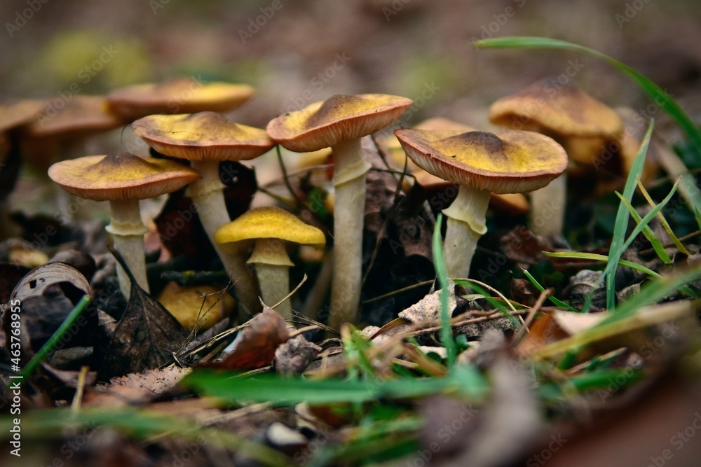 Fototapeta premium Honey fungus mushrooms in the wild. Armillaria mellea edible plant in autumn season