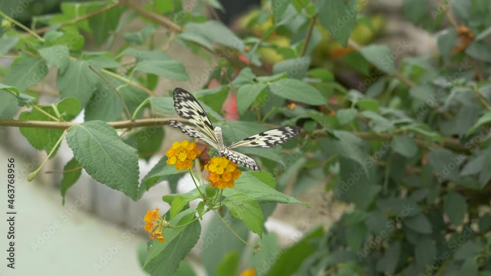 Close up shot of SOutheast Asian Idea Leuconoe Butterflies flying around blooming flower and collecting nectar - Rice Paper Butterfly in motion Close up shot of SOutheast Asian Idea Leuconoe Butterflies flying around blooming flower and collecting nectar - Rice Paper Butterfly in motion