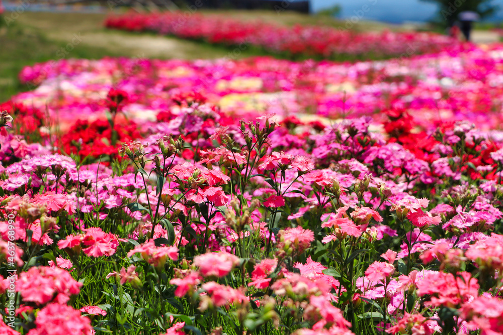 Livingstone Daisy Kuju Flower Park Livingstone Daisy Kuju Flower Park