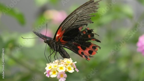 Tropical black and red colored Butterfly sitting on flower and gathering nectar of blossom with legs during sunny day in summer sesaon - close up in focus shot photo