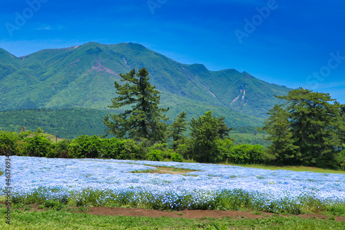 Flower Field of the Kuju Hana Park Nemophila
