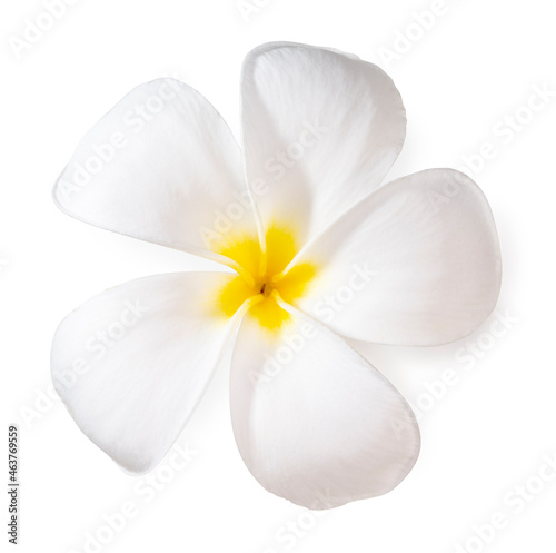 White plumeria flowers isolated on White background, Frangipani flower isolated white background With clipping path. 