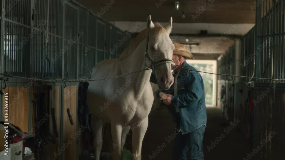 Aged man cleaning white horse in barn