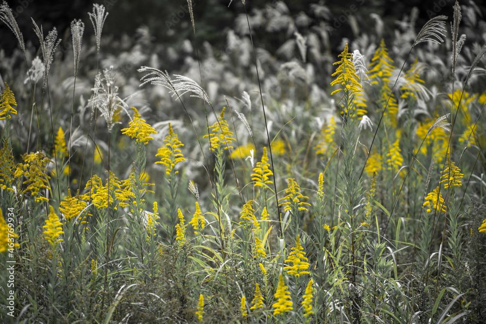 Obraz premium セイタカアワダチソウ