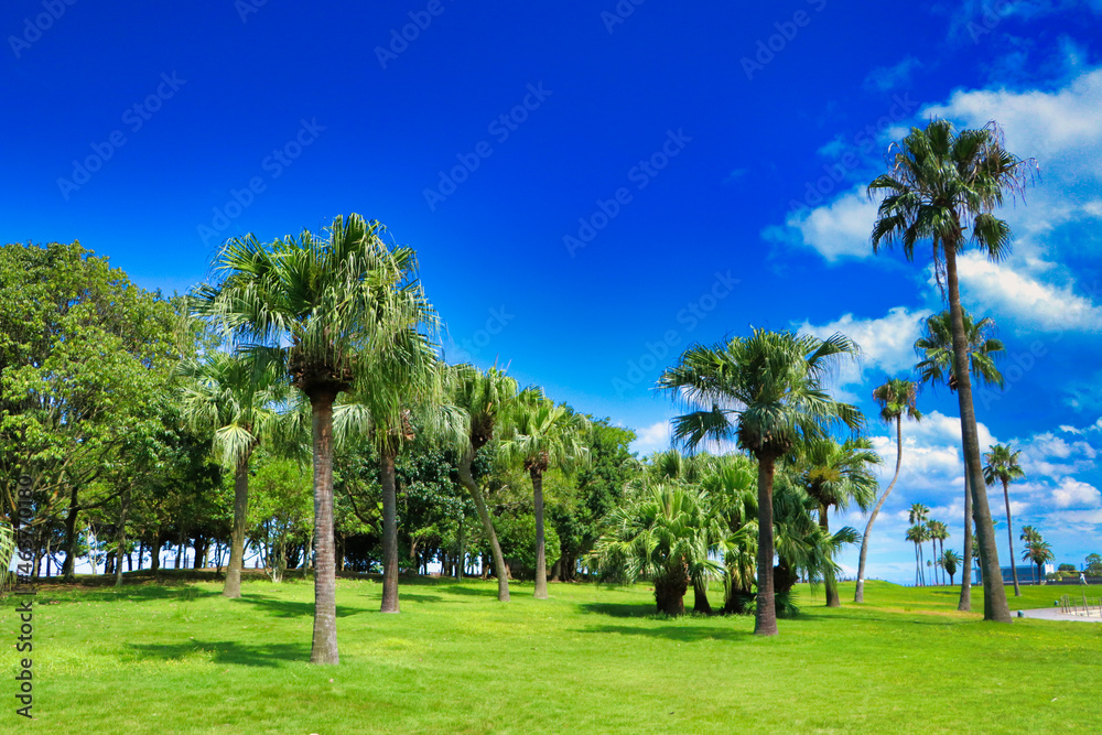 Blue sky and palm trees and lawn