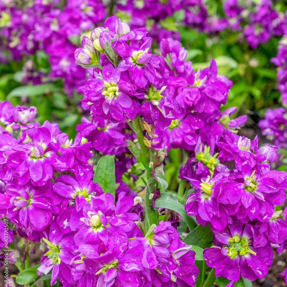 vivid violet colored hoary stock flowers in the garden