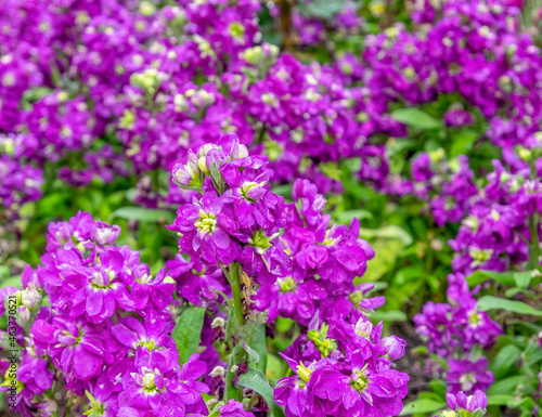vivid violet colored hoary stock flowers in the garden
