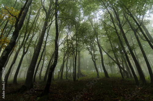Las i mgła 