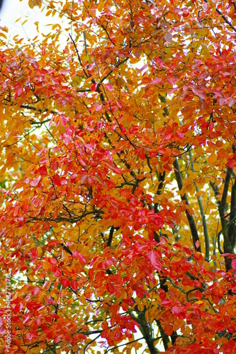 Herbstliche Felsenbirne