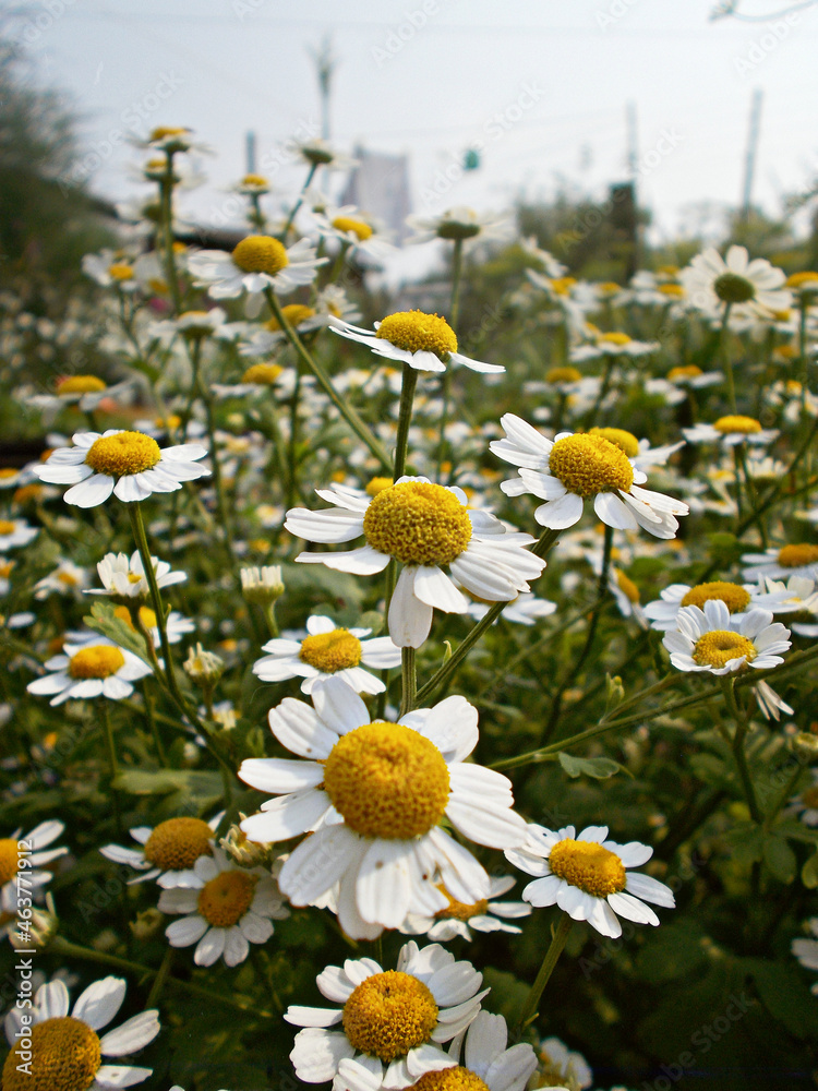 Fototapeta premium little suns