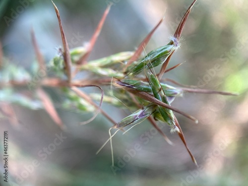 Closeup of Barbed wire grass.