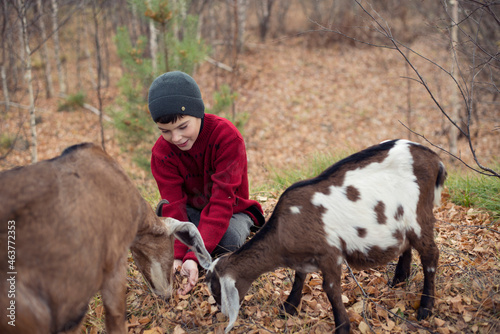 Boy in the autumn forest with goats.