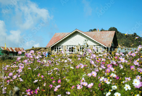 Tasmanian Wilderness Essences flower blooms at Singalila National Park on the backdrop of a trekking hut situated at 13,000 ft altitude in Darjeeling, India. 