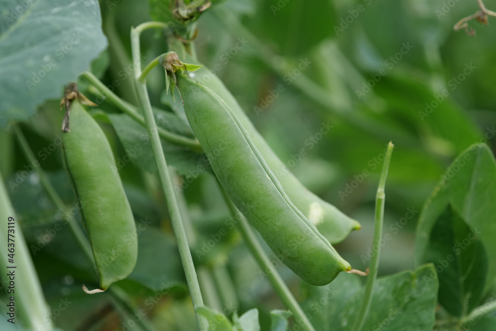 Green pea pods in the garden Green pea pods in the garden