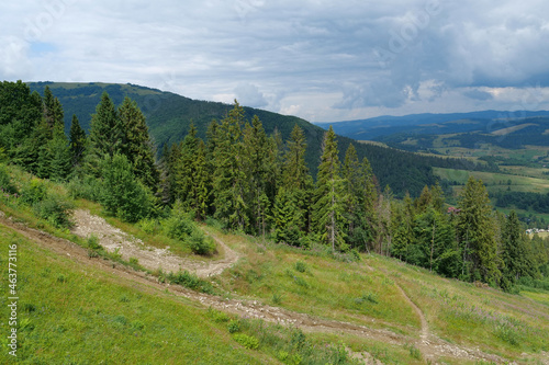 Aerial view of forest in mountains