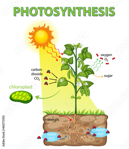 Diagram showing process of photosynthesis in plant