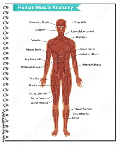 Human muscle anatomy with body anatomy