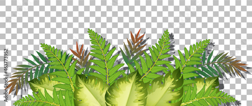 Tropical plant on transparent background