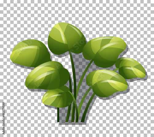 Tropical plant on transparent background