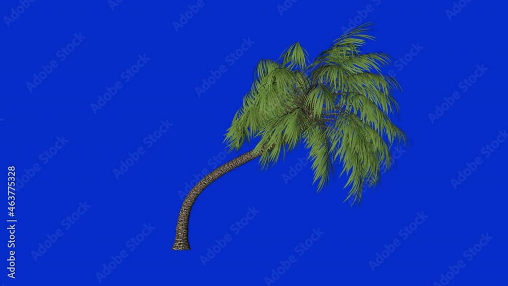 Palm tree seamless loop, blue screen Chroma Key 