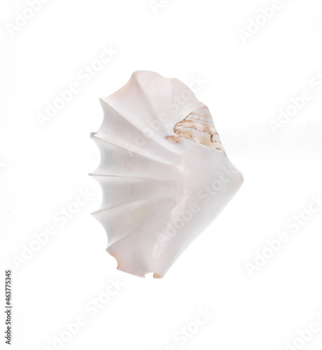 white decorative seashell isolated on white background