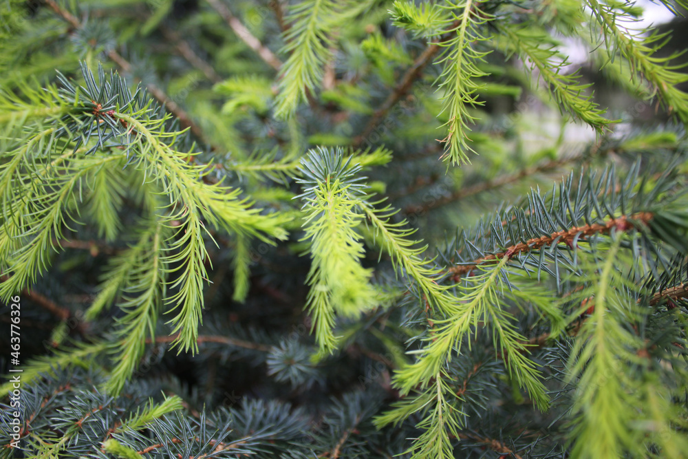 Bright green young spruce. Close-up filming of fir branches background