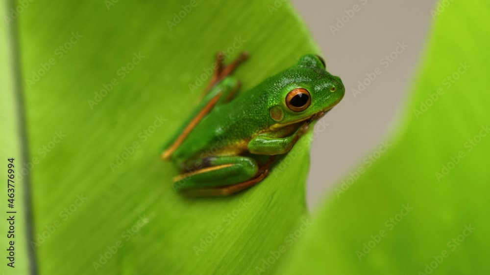 White-lipped tree frog (Nyctimystes infrafrenatus) on the green leaf White-lipped tree frog (Nyctimystes infrafrenatus) on the green leaf
