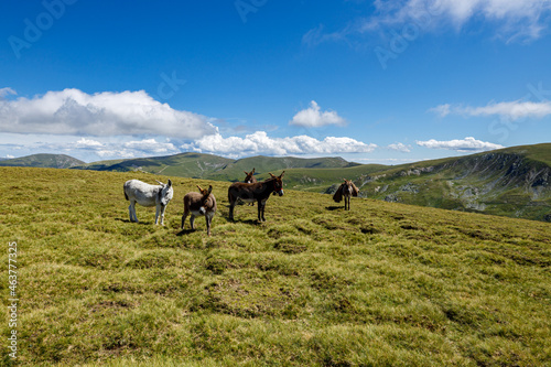 Romanian herder in the carpathian	