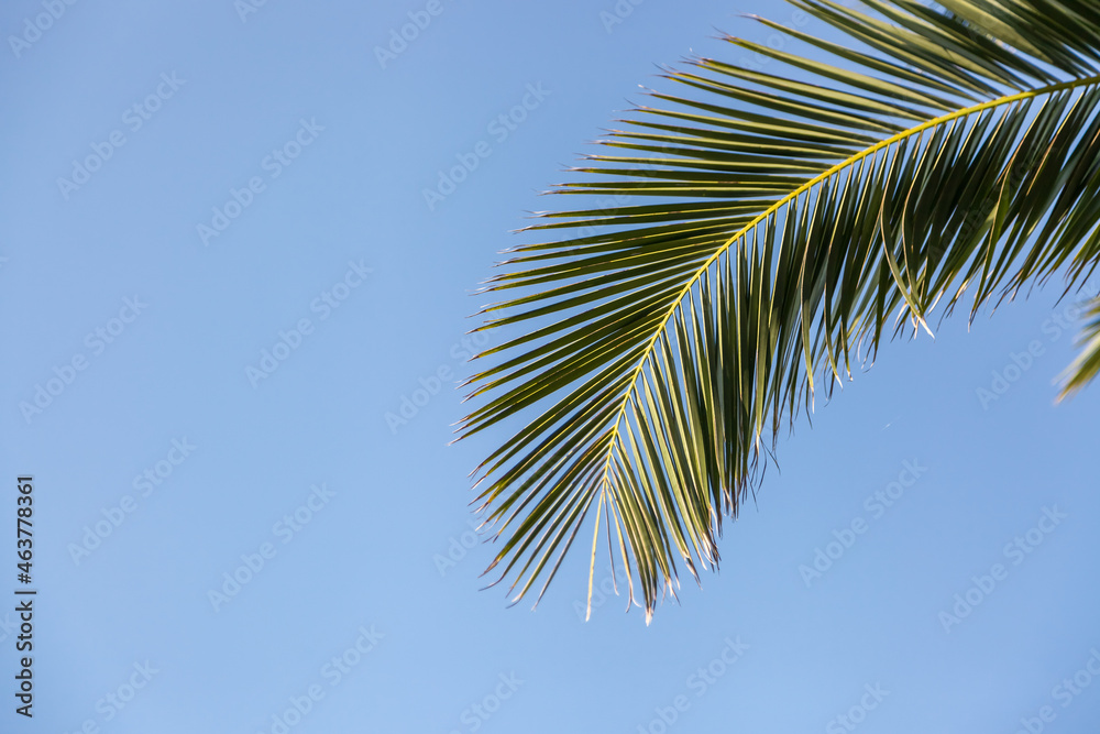 green palm leaf against the sky