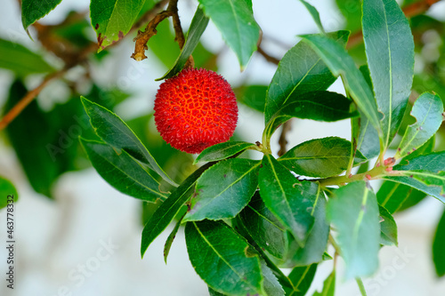 Il rosso frutto di un albero di corbezzolo. photo