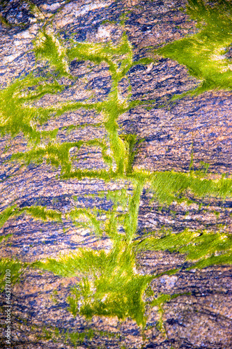 alguae moss covered rocks at the beach close up